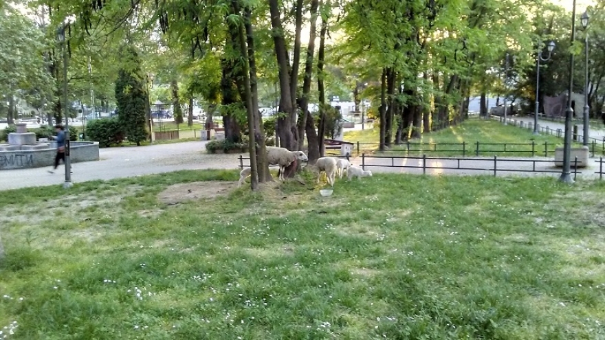 (ФОТО) Овци пасат во центарот на Скопје