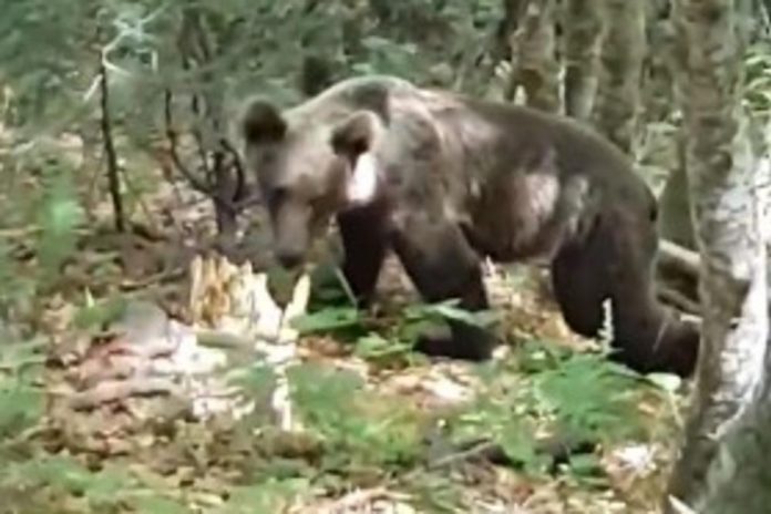 Планинар од Босна и Херцеговина снимил средба со мечка (ВИДЕО)