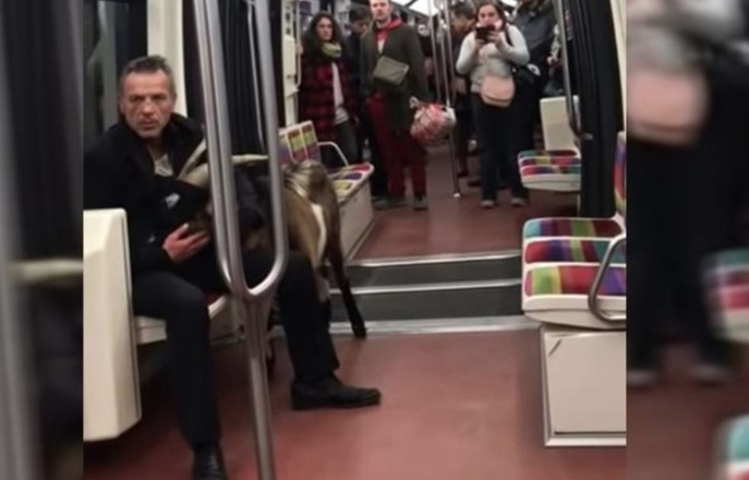Украл две кози и еден јарец и се возел со нив во париското метро