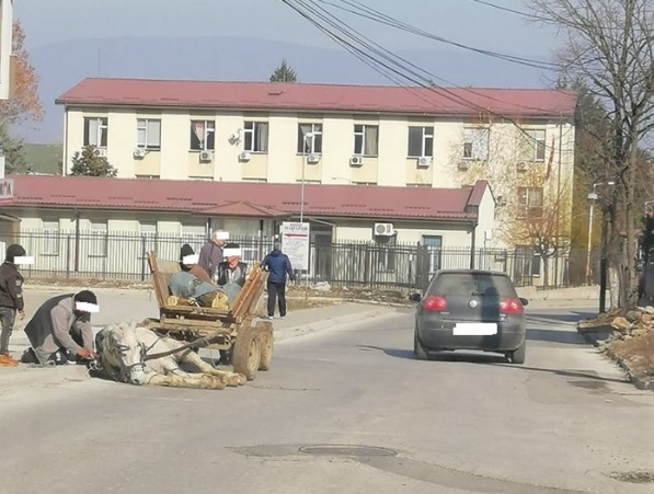 Струмица: Коњ не можел да се крене откако паднал пред полициска станица