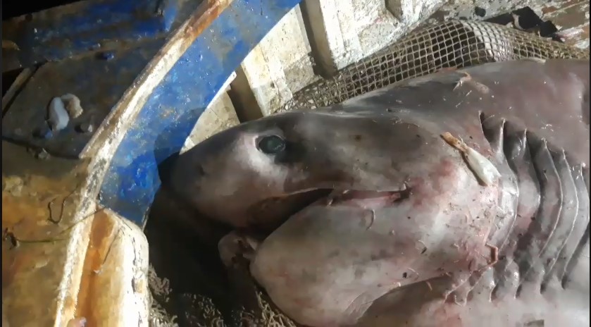 (ВИДЕО) Во Јадранското Море уловена ајкула тешка половина тон